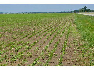 Property photo 67 - LAND AUCTION - 700+/- ACRES OFFERED IN 16 TRACTS IN ALLEN COUNTY, INDIANA